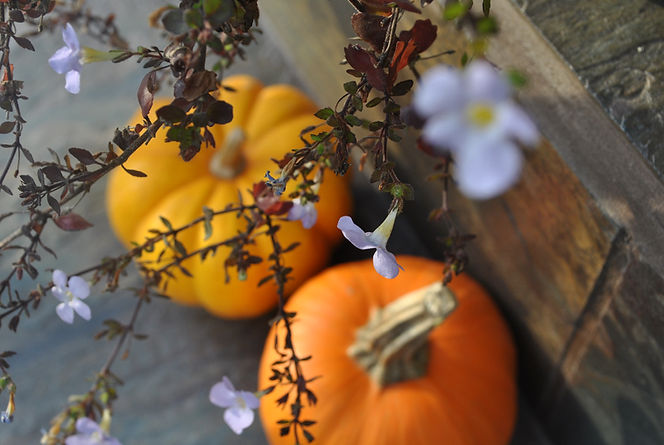 Holiday pumpkins on the ground with flowers from a tree overlaying
